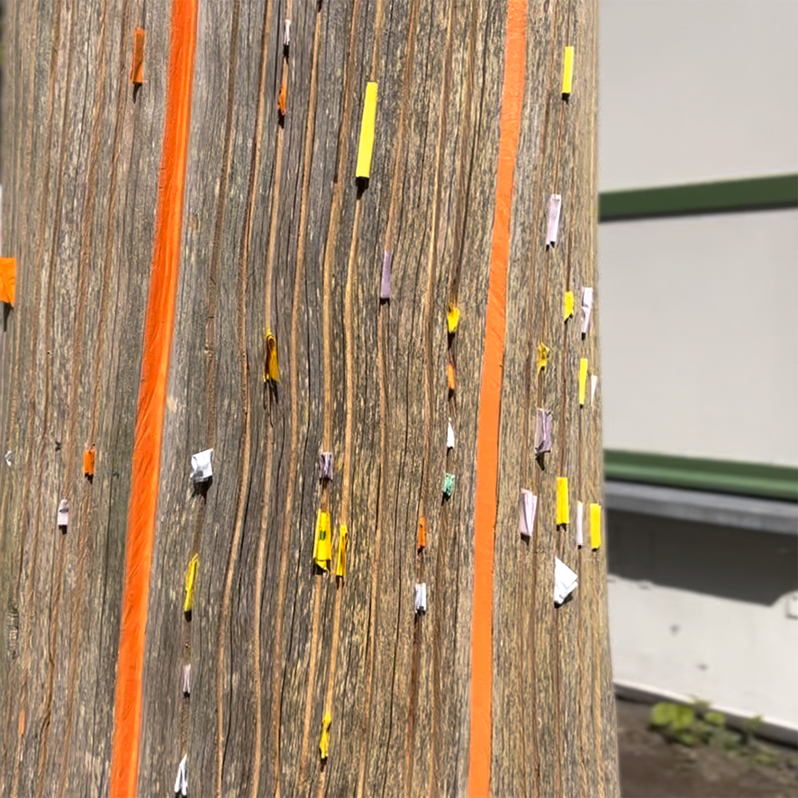 Wensboom detail_1